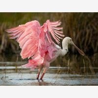 A Roseate Spoonbill bathes in a freshwater pond