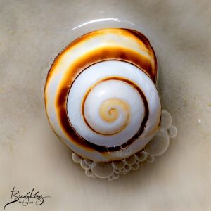 Small seashell sitting in the bubbly surf.