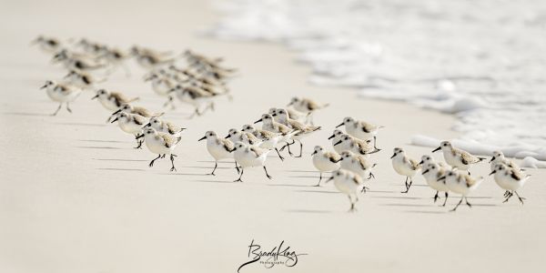 A flock of pipers running from the surf.